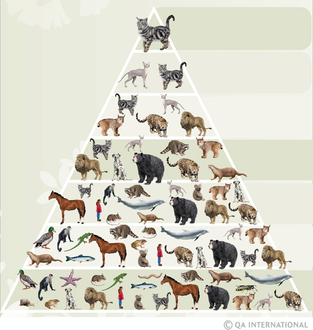 Dog Scientific Classification Chart