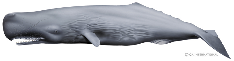 Sperm whale 