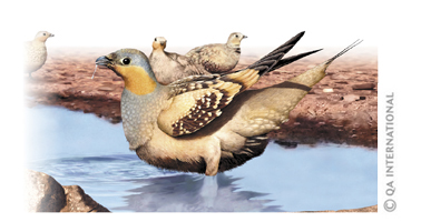 The spotted sandgrouse