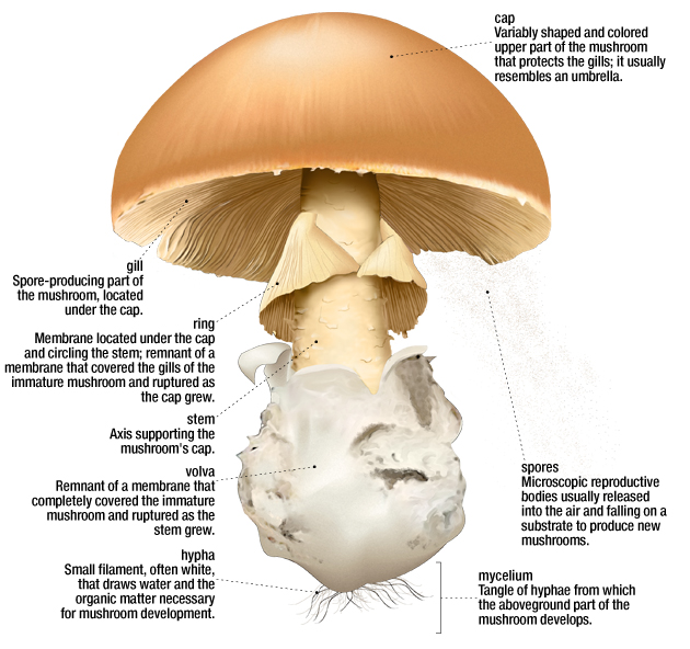 Structure of a mushroom