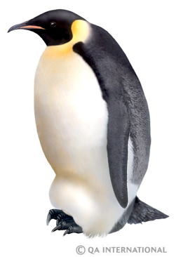 The emperor penguin