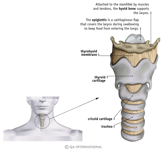 The larynx