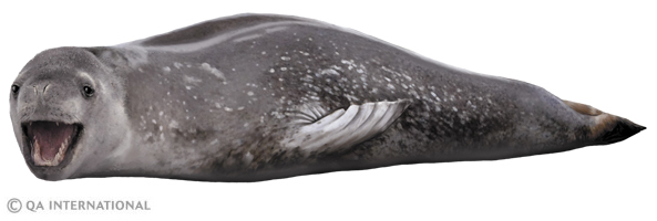 The leopard seal