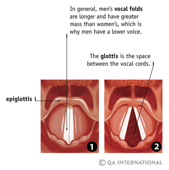 The vocal folds