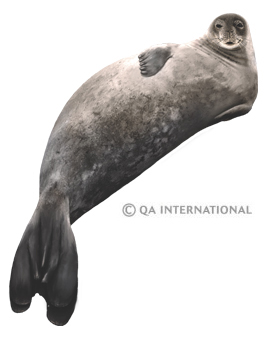 The Weddell seal