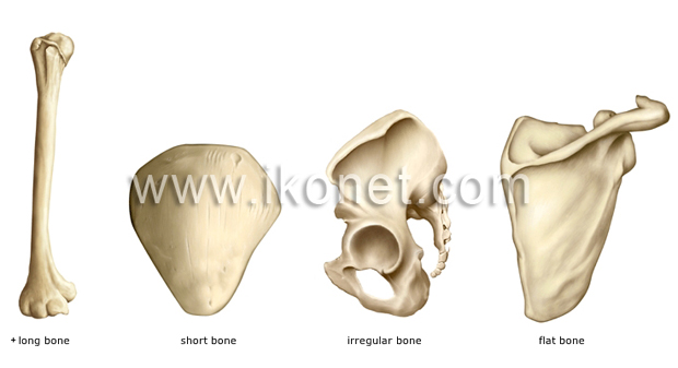 Types of bones
