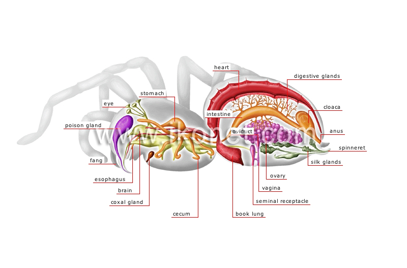 anatomy of a female spider image