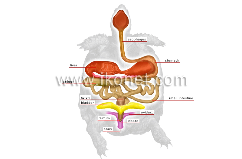 anatomy of a turtle image