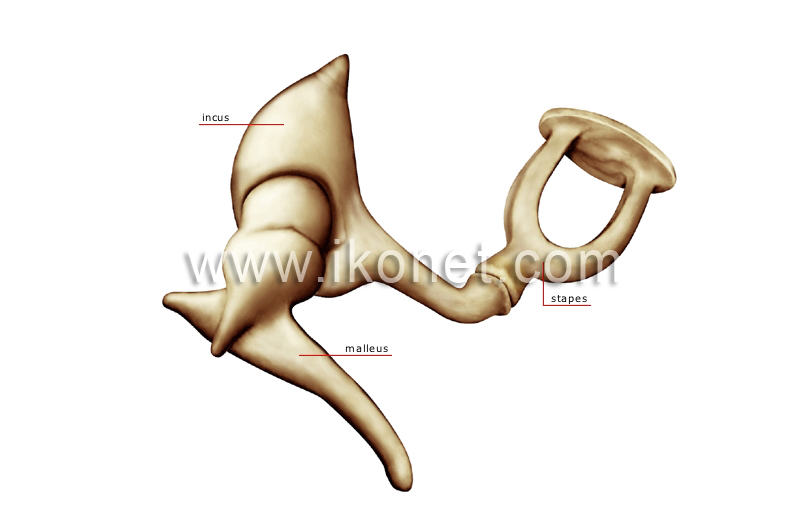 auditory ossicles image
