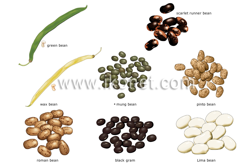 beans image