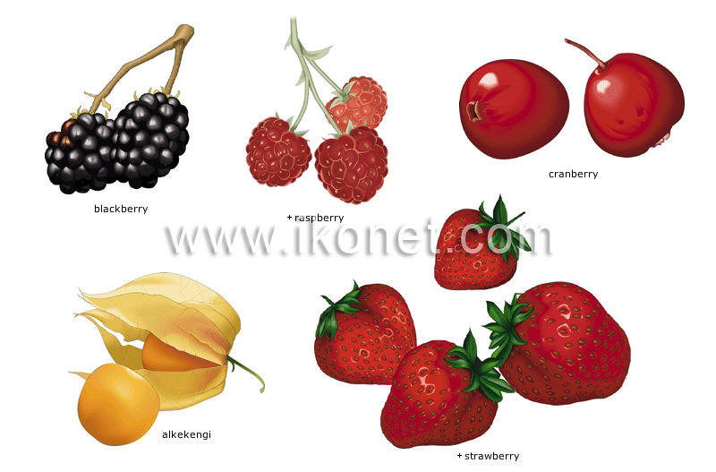 berries image