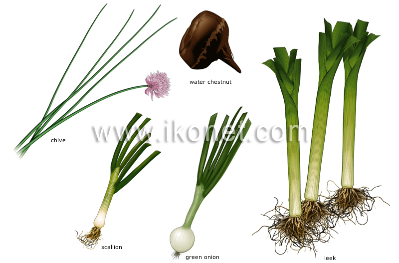 bulb vegetables image