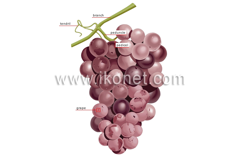 bunch of grapes image