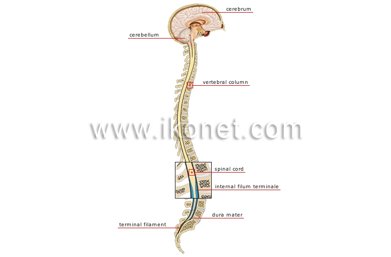 human being > anatomy > nervous system > central nervous system image