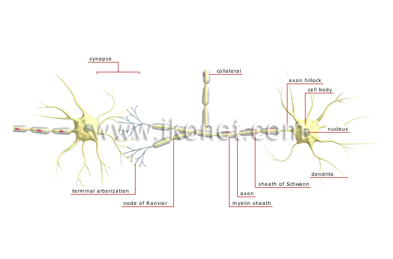 chain of neurons image