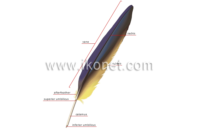 contour feather image