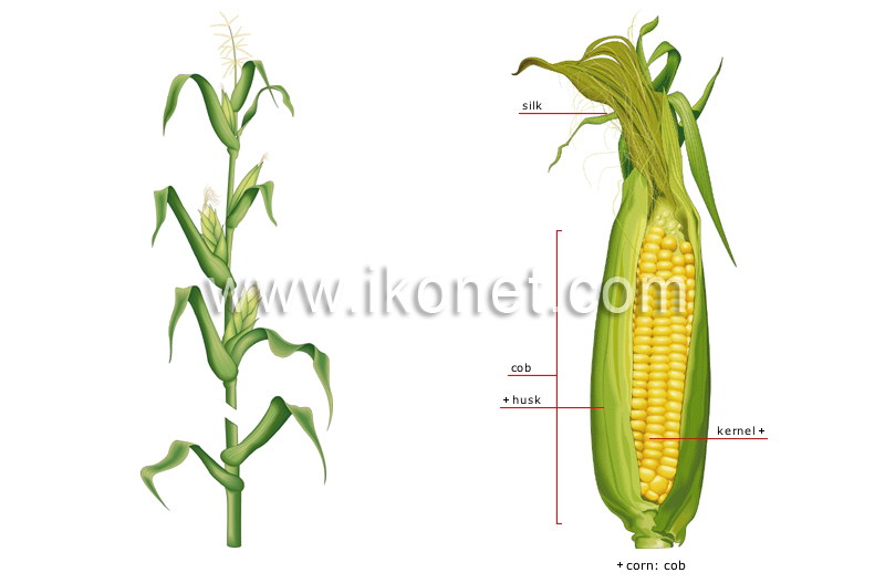 corn image