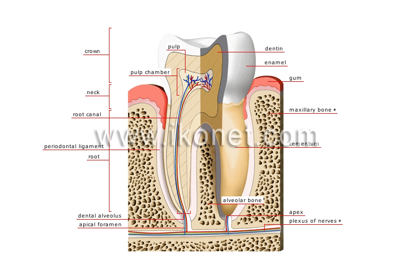 cross section of a molar image