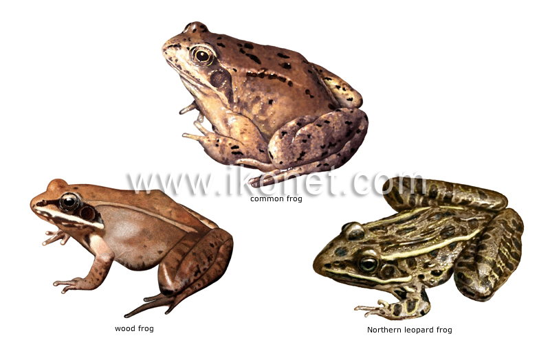 examples of amphibians image