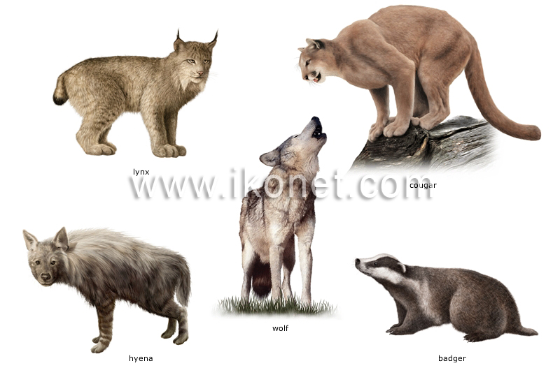 examples of carnivorous mammals image