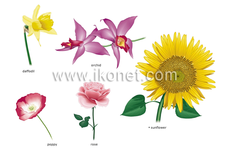examples of flowers image