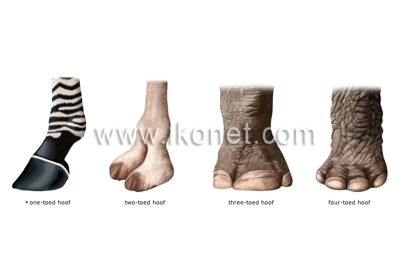 Two Feet Of An Animal With Toes