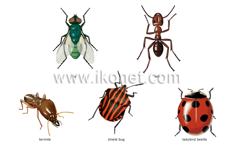 Animal Kingdom Insects And Arachnids Examples Of Insects Image