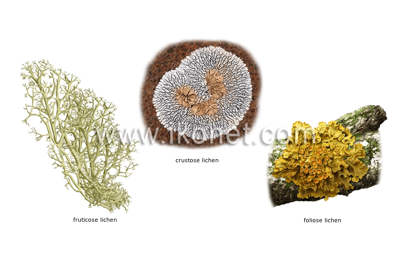 examples of lichens image