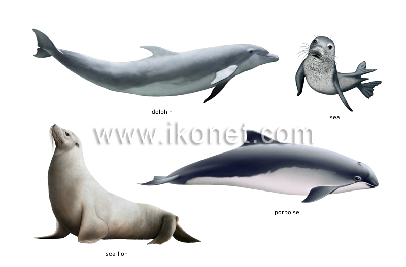 examples of marine mammals image