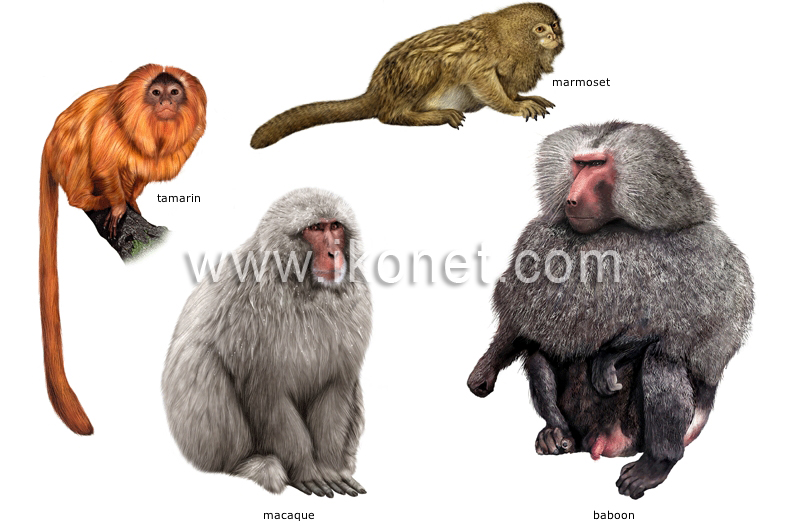 examples of primates image