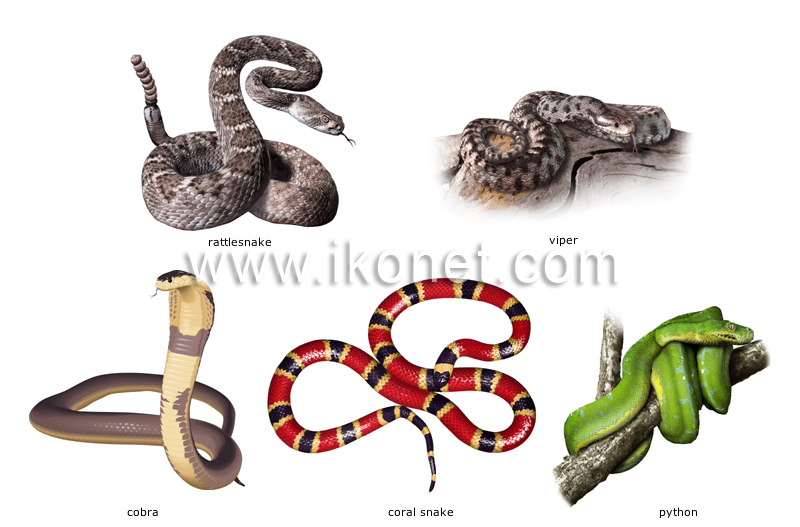 examples of reptiles image