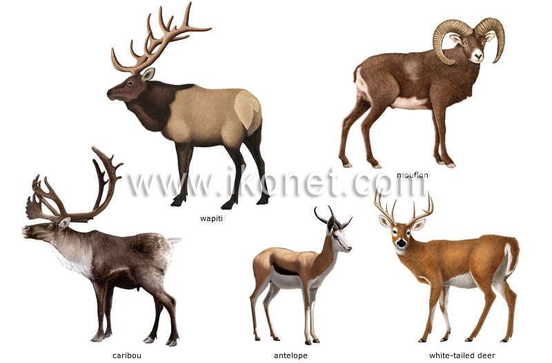 examples of ungulate mammals image