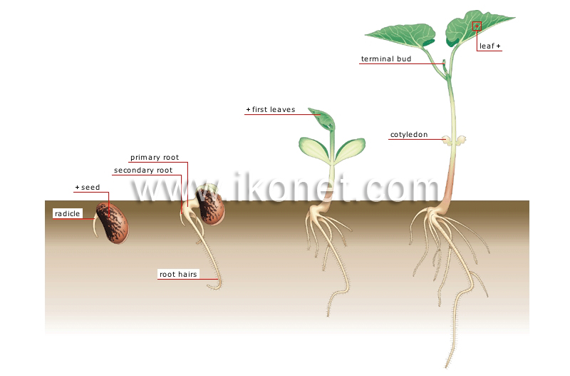 germination image