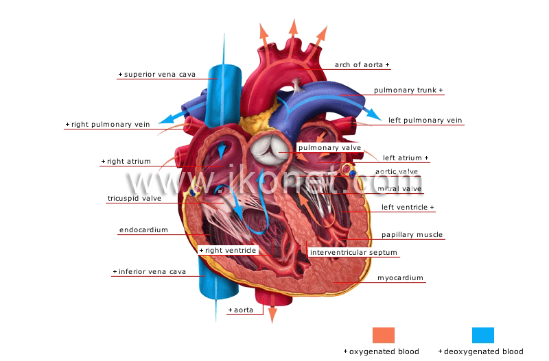 human being > anatomy > blood circulation > heart image - Visual Dictionary