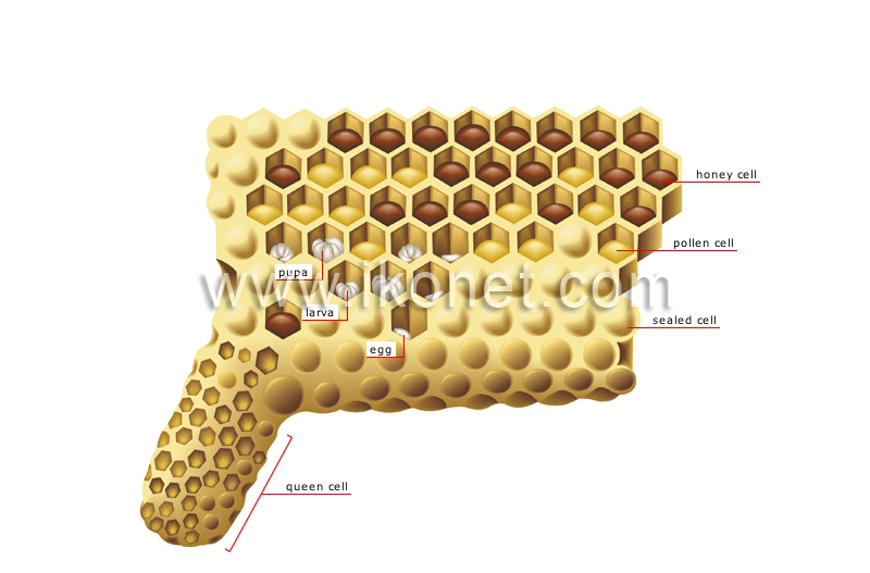 honeycomb section image