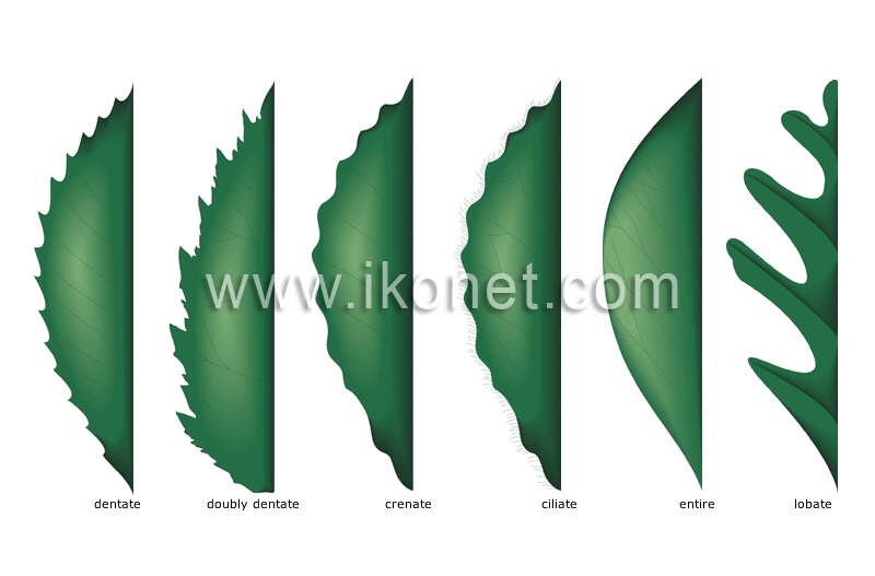 leaf margin image