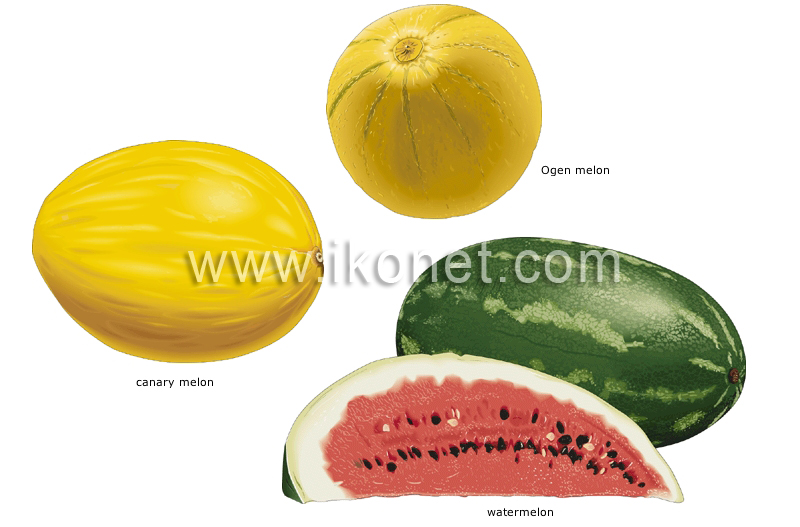melons image