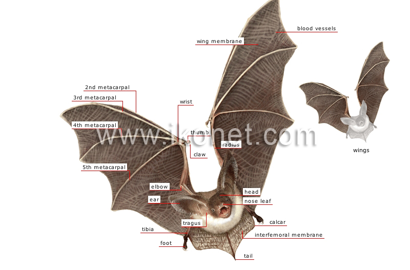 morphology of a bat image