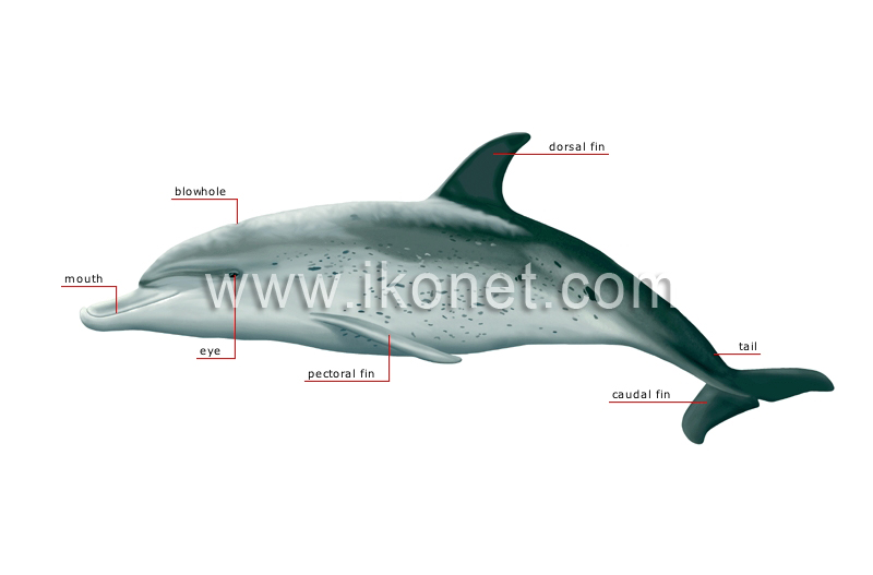 morphology of a dolphin image