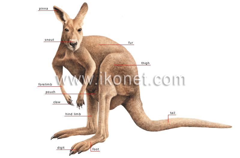 morphology of a kangaroo image