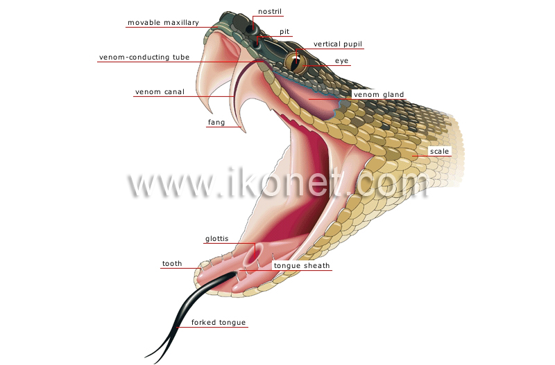 morphology of a venomous snake: head image