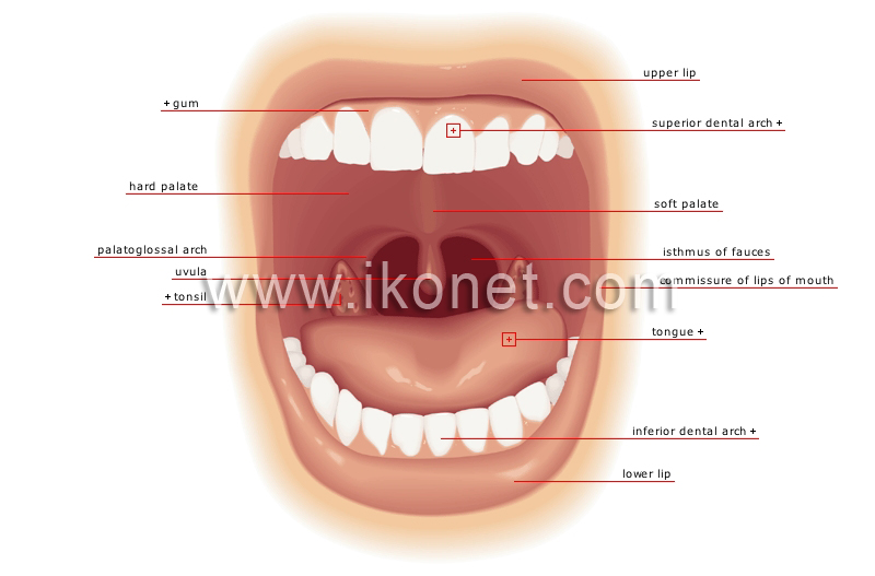 mouth image
