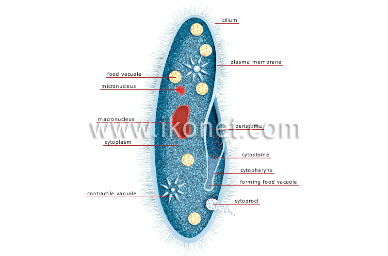 paramecium image