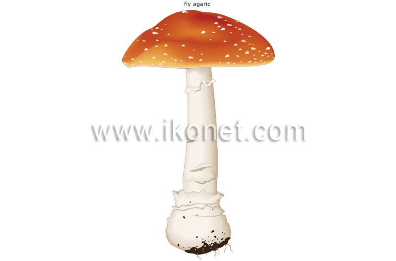 poisonous mushroom image