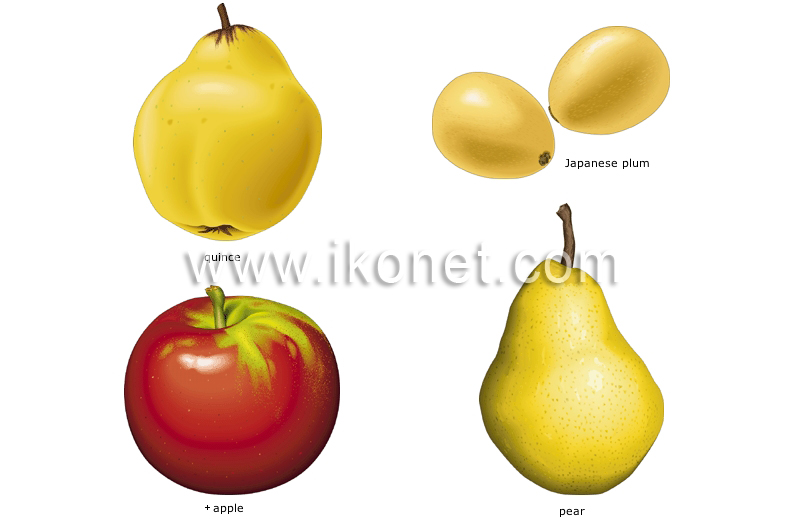 pome fruits image