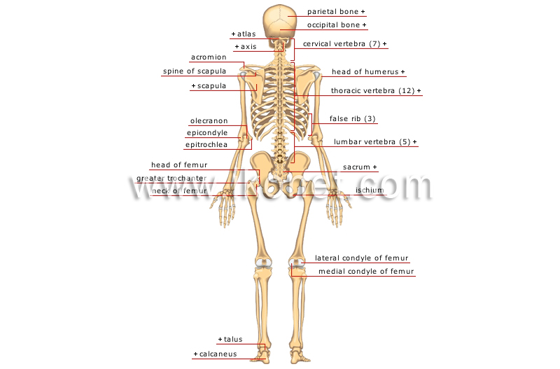 posterior view image