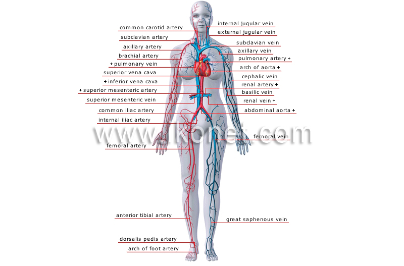 human being > anatomy > blood circulation > principal veins and