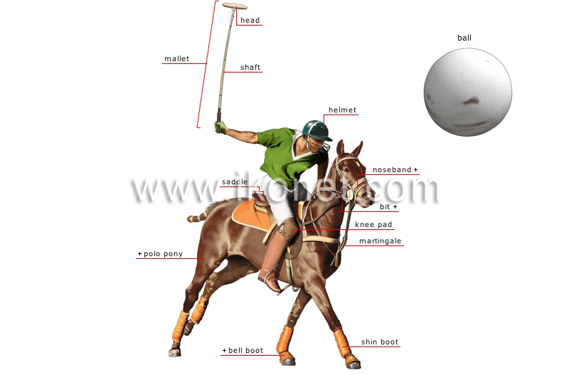 rider and horse image