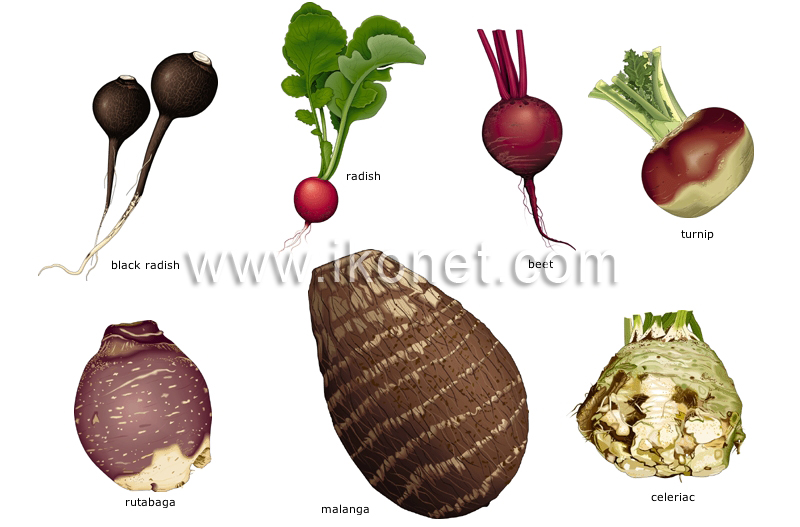 root vegetables image