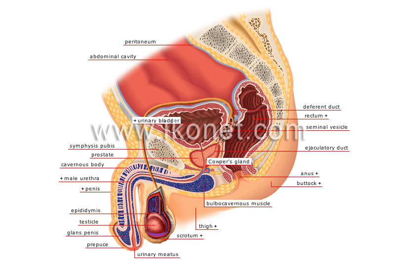 sagittal section image